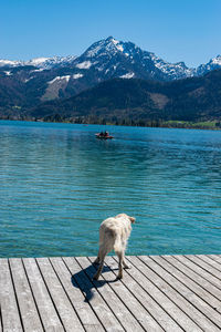 View of dog on lake by mountain against sky