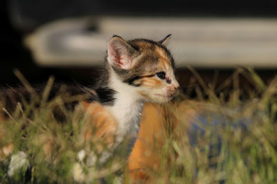 Cat looking away in a field