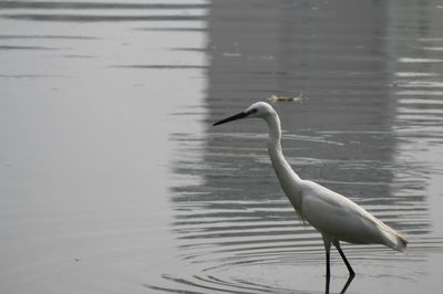 Bird on a lake