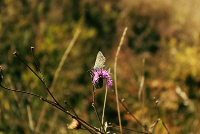 Close-up of purple flowering plant on field