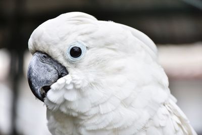 Close-up of a bird