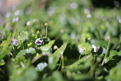 Close-up of purple flowering plant