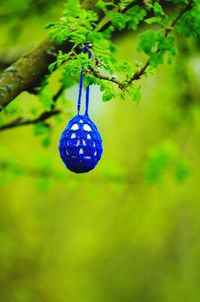 Close-up of fruit hanging on branch