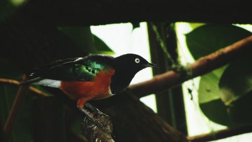 Close-up of bird perching on wall