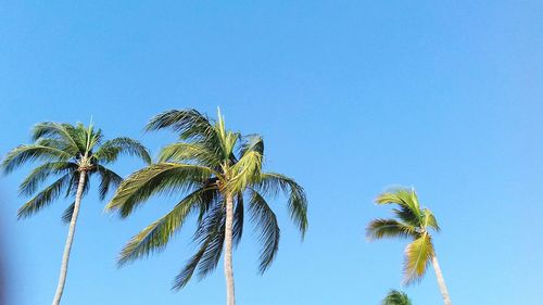 Low angle view of palm tree against clear blue sky