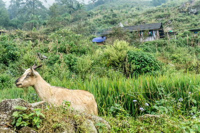 View of an animal on landscape