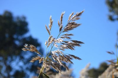 Low angle view of flower tree against clear sky