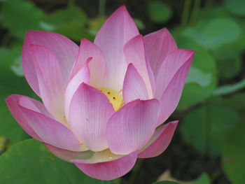 Close-up of pink lotus water lily