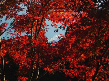 Low angle view of maple tree against sky during autumn