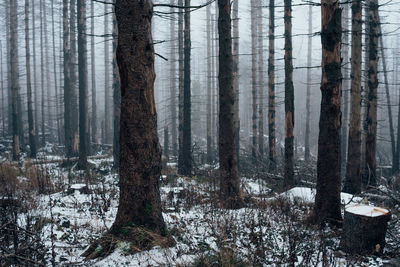 Pine trees in forest during winter