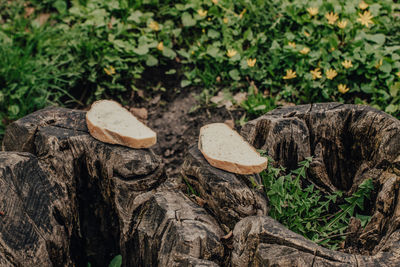 View of a tree on field in forest