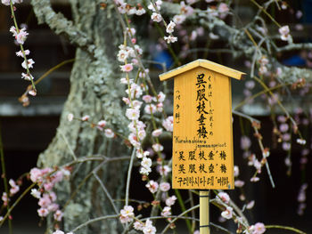 Close-up of information sign on cherry tree