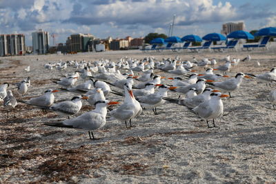 Seagulls flying against sky