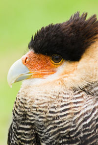 Close-up of bird