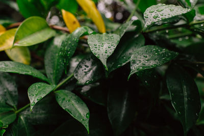 Close-up of wet plant leaves