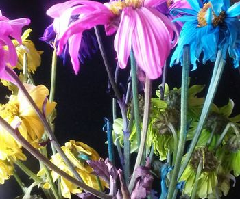 Close-up of purple flowers blooming outdoors