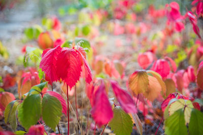 Close-up of red flowering plant