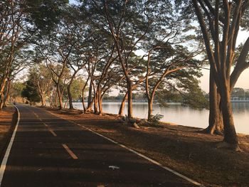 Trees in park against sky