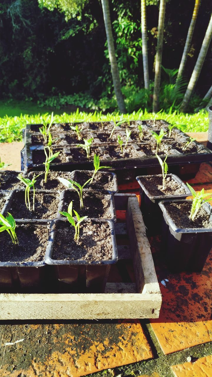 CLOSE-UP OF POTTED PLANTS AT YARD