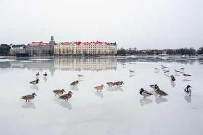 Ducks gather on a frozen lake in helsinki.