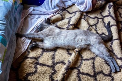 High angle view of cat sleeping on bed