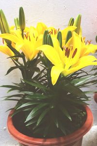 Close-up of yellow flowers blooming outdoors