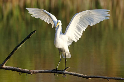 White birds flying over lake