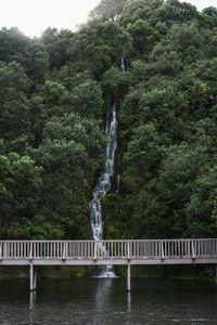 Scenic view of waterfall in forest