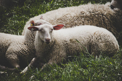 Portrait of sheep in a field