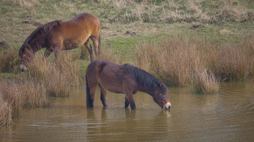 Horses at lake