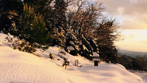 Trees on snow covered landscape