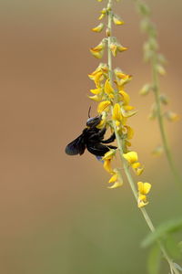 Close-up of bee pollinating on flower