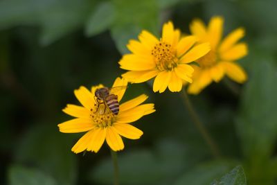 Close-up of insect on yellow flower