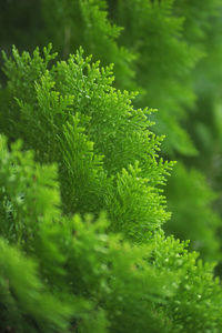 Full frame shot of fresh green plant