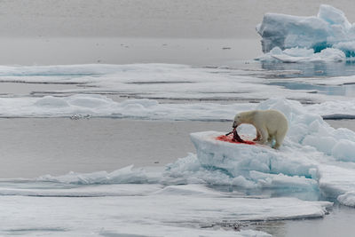 Polar bear eating a seal on the sea ice in the arctic ocean north of svalbard