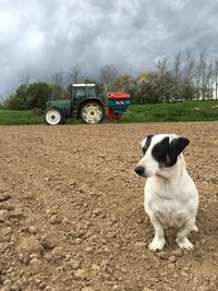 Dog relaxing on plowed field against cloudy sky