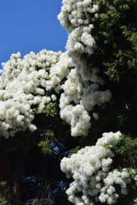 Low angle view of trees