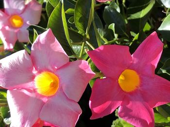 Close-up of pink flowering plant