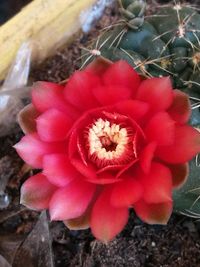 Close-up of red flower