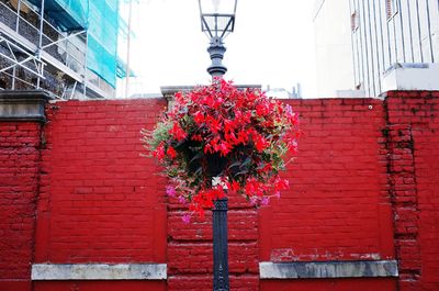 Low angle view of red flowers