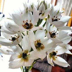 Close-up of white flowers