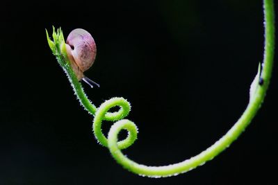 Landing curve. a little snail is rolling down from a plant edge.