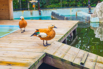 Birds perching on wood swimming pool