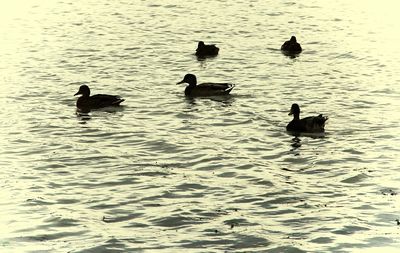 Silhouette ducks swimming on lake