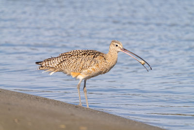 Close up of a long-billed curlew eating a clam.