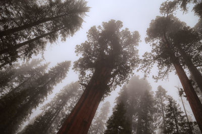Low angle view of trees in forest during foggy weather