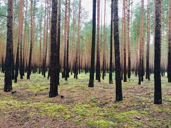 Pine trees in forest