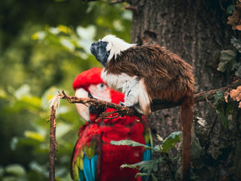 Scarlet macaw parrot and a marmoset