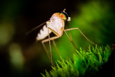 Close-up of insect on leaf