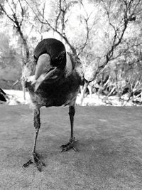 Close-up of bird perching on tree
